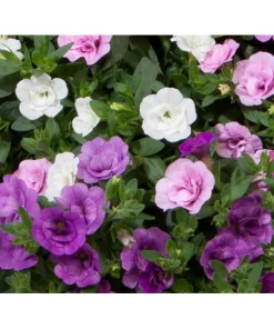 TRIXI-Zauberglöckchen-Mix ‚Pink Petticoat‘ | 12 cm Topf, 3’er, gefüllt
