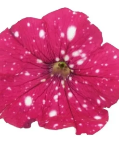 Hängepetunie ‚Cherry Sky‘ | 10.5 cm Topf