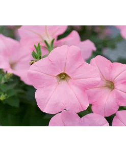 Hängepetunie ‚Alpetunia Soft Pink‘ | 10.5 cm Topf