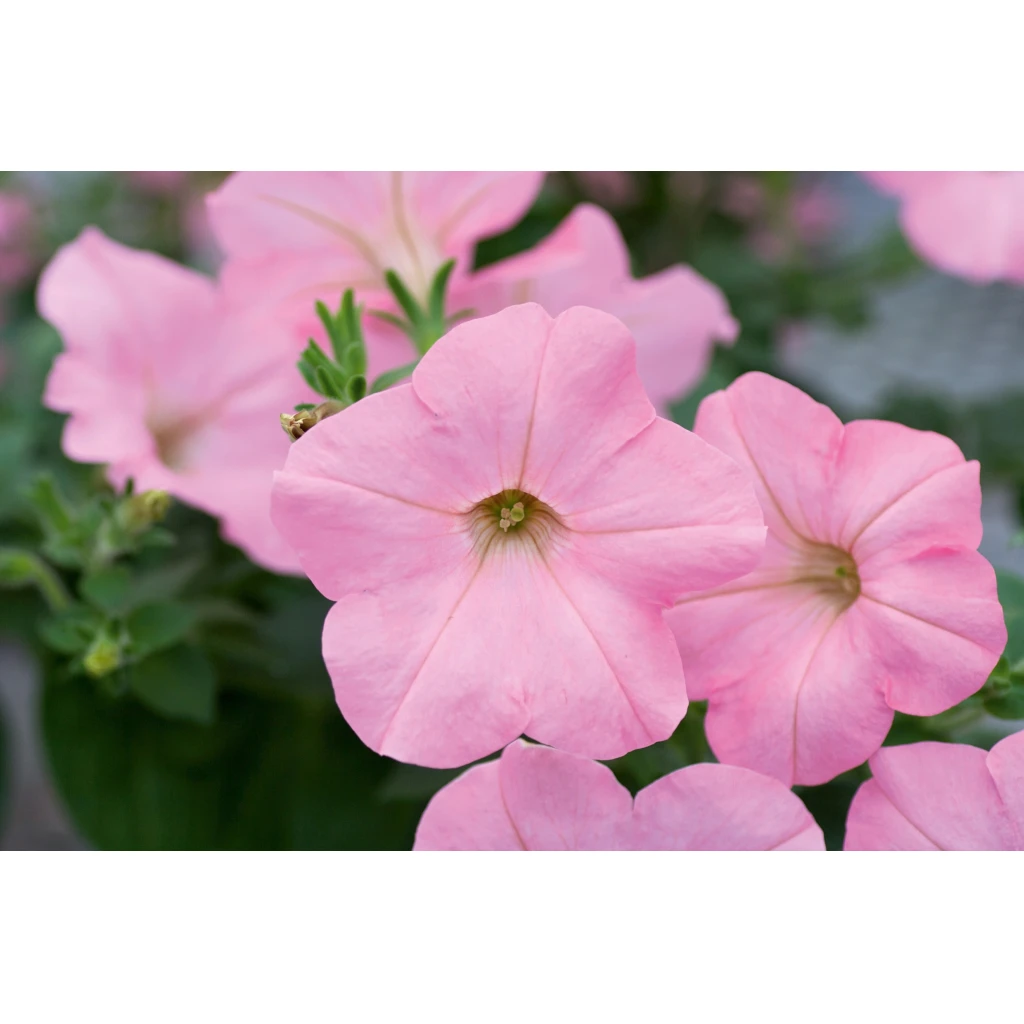 Hängepetunie ‚Alpetunia Soft Pink‘ | 10.5 cm Topf