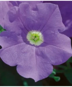 Hängepetunie ‚Surfinia Sky Blue‘ | 10.5 cm Topf