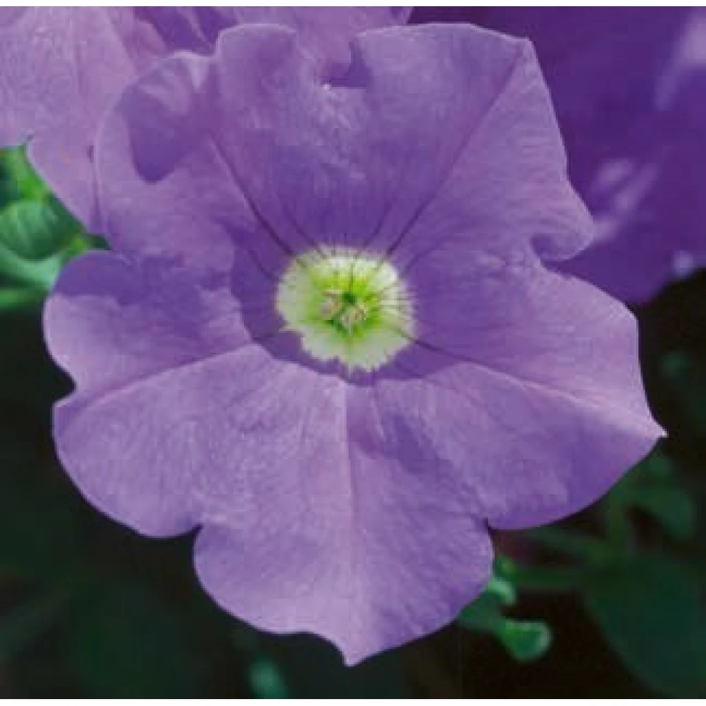 Hängepetunie ‚Surfinia Sky Blue‘ | 10.5 cm Topf