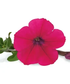 Petunie ‚Wonderfall Fuchsia‘ | 10.5 cm Topf