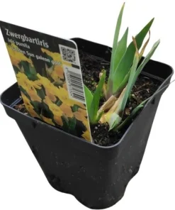 Zwerg-Schwertlilie ‚Golden Sun‘ | Tb 11