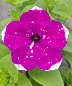 Hängepetunie ‚Alpetunia Purple White Sky‘ | 10.5 cm Topf