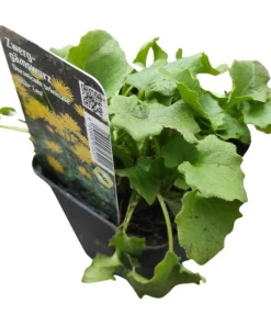 Zwerg-Gämswurz ‚Little Leo‘ | Tb 9