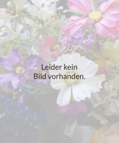 Zwergsommerflieder ‚Schlumpf Weiß‘ | 14 cm Topf