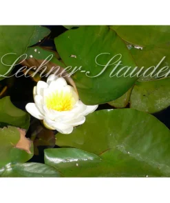 Zwerg-Seerose ‚Weiss‘ | Co 2 L
