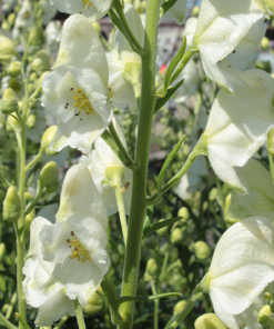 Aconitum napellus ´Album`- Weißer heimischer Eisenhut