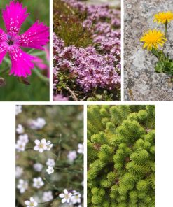 Belebungspaket trockene Wiese – 5 oder 15 Pflanzen