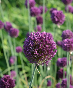 Zwiebel – 5 Stück Allium rotundum – Runder Lauch, Rundkopf-Lauch
