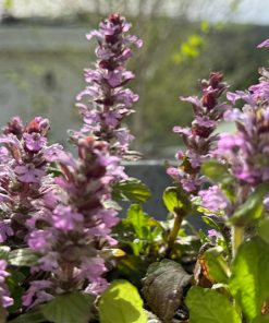 Ajuga reptans ´Rosarot` – Rosa blühender Günsel, seltene Wildform