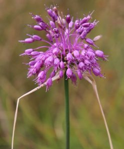 Zwiebel – 5 Stk. Allium carinatum – Kiel-Lauch