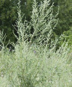 Artemisia vulgaris – Beifuß