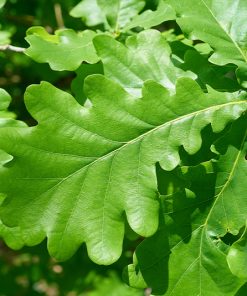 Quercus robur – Stieleiche