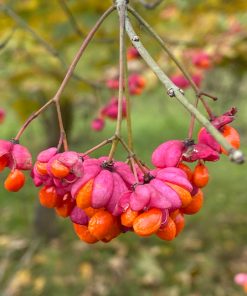 Euonymus europaeus – Pfaffenhütchen, Rotkehlchenbrot, Pfaffenkapperl, Gewöhnlicher Spindelstrauch