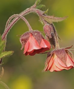 Geum rivale – Bach-Nelkenwurz