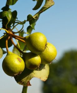 Pyrus pyraster – Heimische Wildbirne