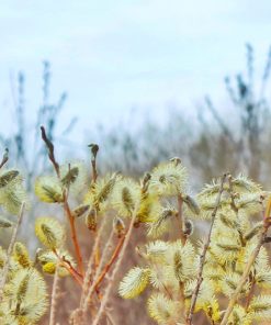 Salix daphnoides – Reifweide