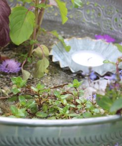 (Kräuter) Wassergarten, Wasserschale Pflanzenkombi – 3 Pflanzen