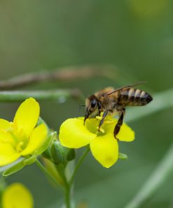 Diplotaxis tenuifolia – Wilde Rauke, Staudenrukola